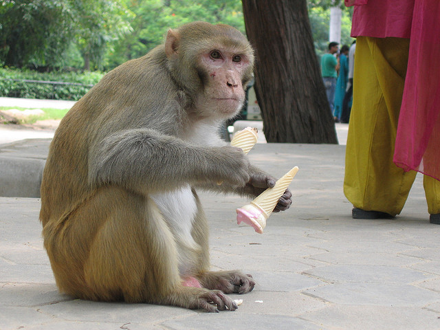 Jugaad Monkey